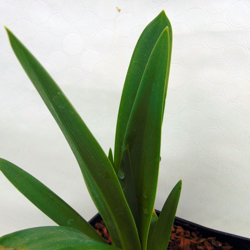 Agapanthus inapertus subsp. pendulus Black Magic - Schmucklilie (Foliage)