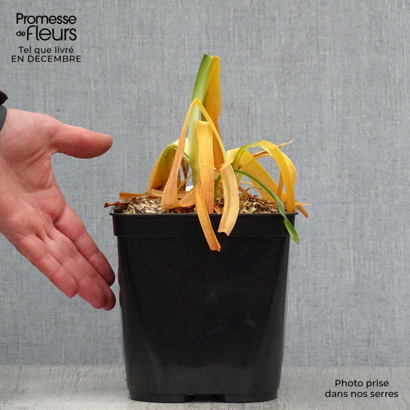 Exemplar von Agapanthus inapertus subsp. pendulus Black Magic - Schmucklilie Topf mit 2L/3L wie im Winter geliefert