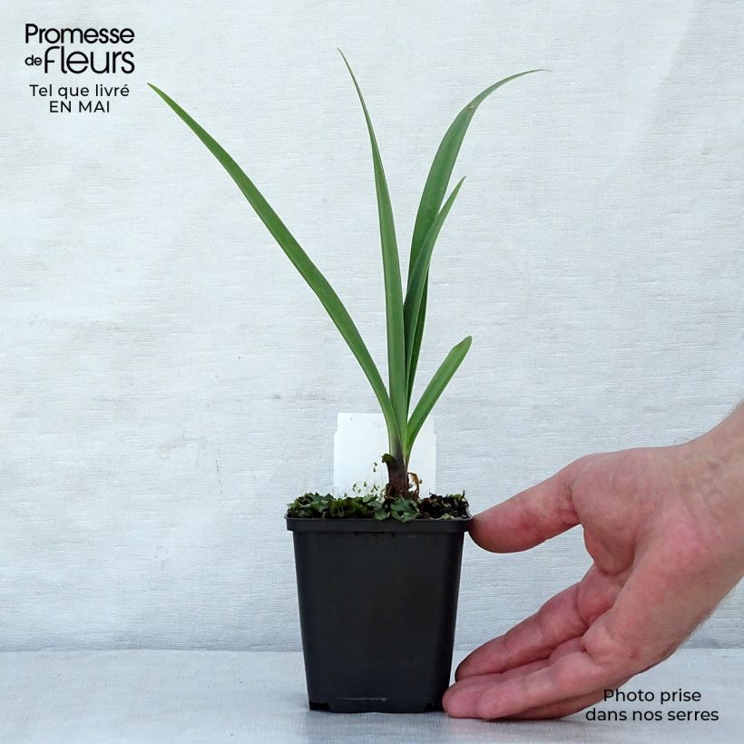 Exemplar von Agapanthus Black Pantha - Schmucklilie Kleine Töpfe von 8/9 cm wie im Frühjahr geliefert