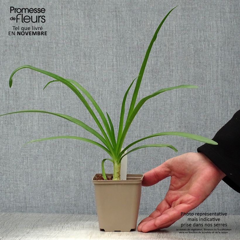 Example of Agapanthus Blue Heaven - Schmucklilie Kleine Töpfe von 8/9 cm as you get in automne