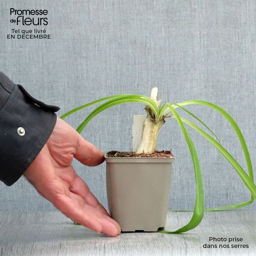 Exemplar von Agapanthus Blue Heaven - Schmucklilie Kleine Töpfe von 8/9 cm wie im Winter geliefert