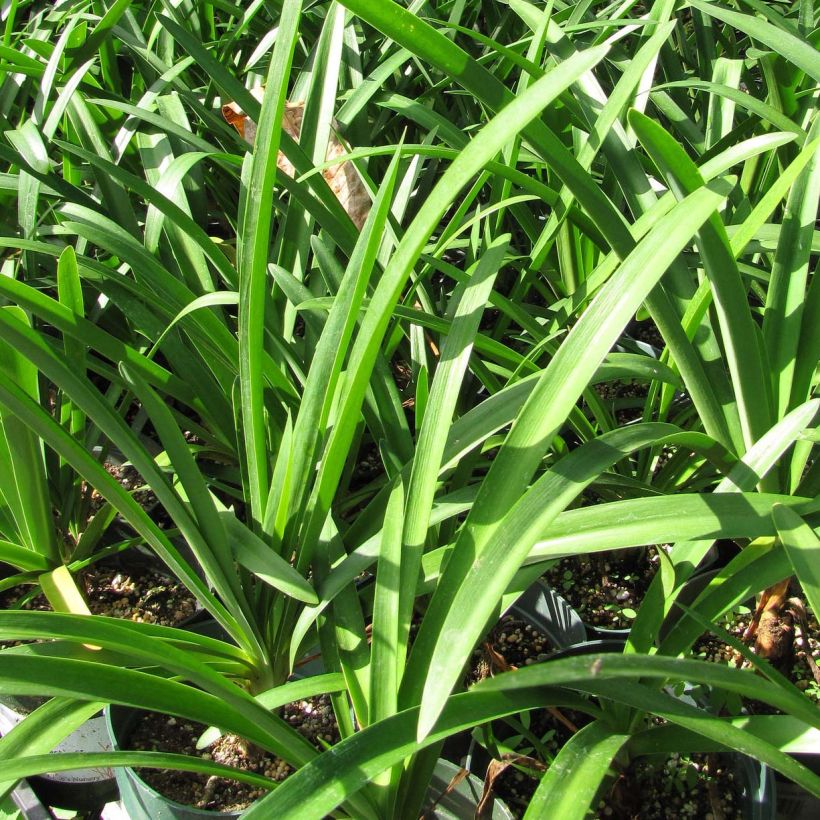 Agapanthus praecosubsp. orientalis Blue Moon - Schmucklilie (Foliage)