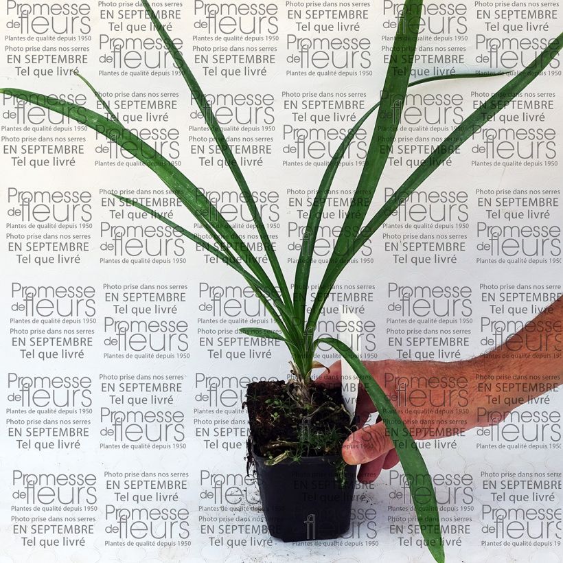 Example of Agapanthus praecosubsp. orientalis Blue Moon - Schmucklilie Kleine Töpfe von 8/9 cm as you get