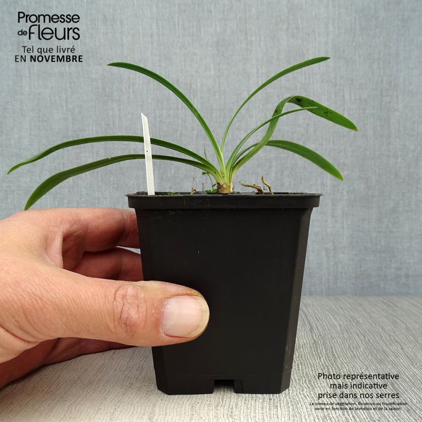 Example of Agapanthus Blue Triumphator - Schmucklilie Kleine Töpfe von 8/9 cm as you get in automne