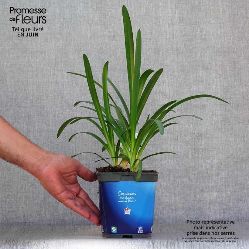 Example of Agapanthus Blue Triumphator - Schmucklilie Topf mit 2L/3L as you get in ete