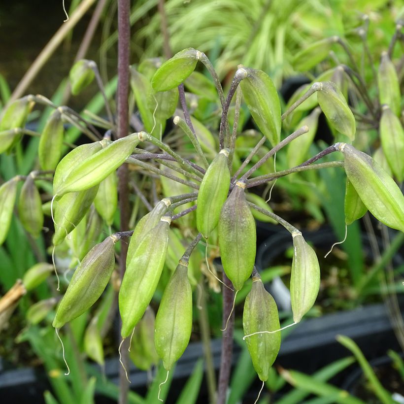 Agapanthus Blue Triumphator - Schmucklilie (Harvest)