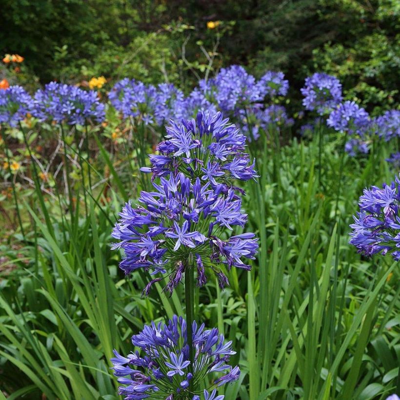 Agapanthus Bluestorm - Schmucklilie (Flowering)