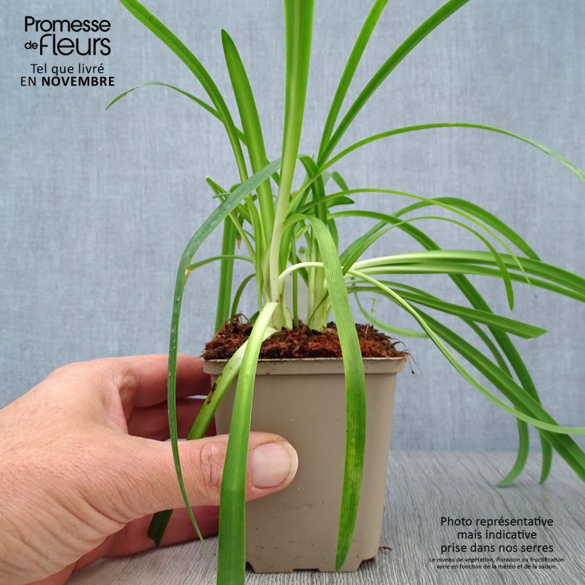 Example of Agapanthus Brilliant Blue - Schmucklilie Kleine Töpfe von 8/9 cm as you get in automne