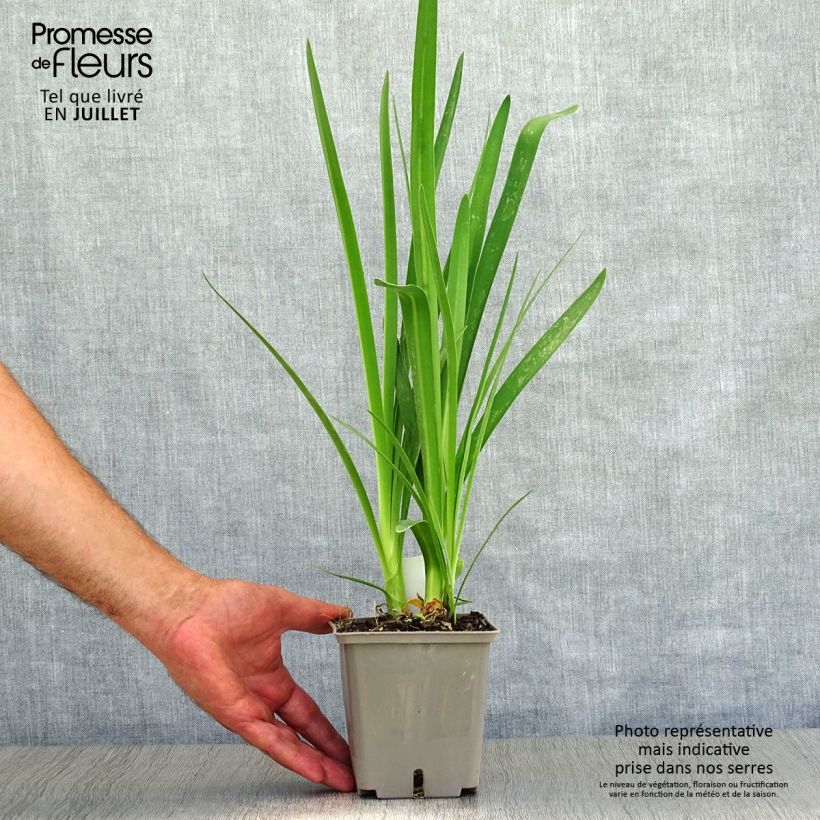 Example of Agapanthus Celebration - Schmucklilie Topf mit 1L/1,5L as you get in ete