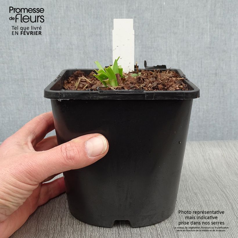 Example of Agapanthus Charlotte - Schmucklilie Topf mit 2L/3L as you get in hiver