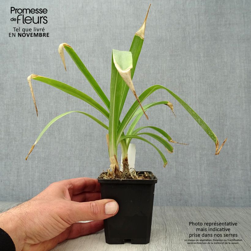 Example of Agapanthus Docteur Brouwer - Schmucklilie Kleine Töpfe von 8/9 cm as you get in automne