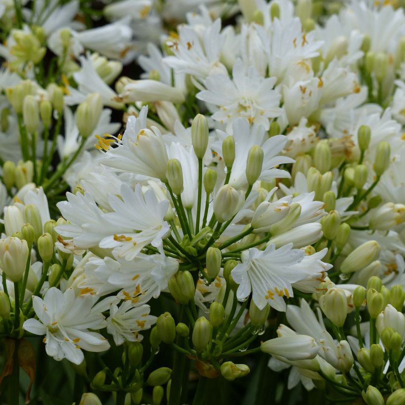 Agapanthus Double Diamond - Schmucklilie (Flowering)