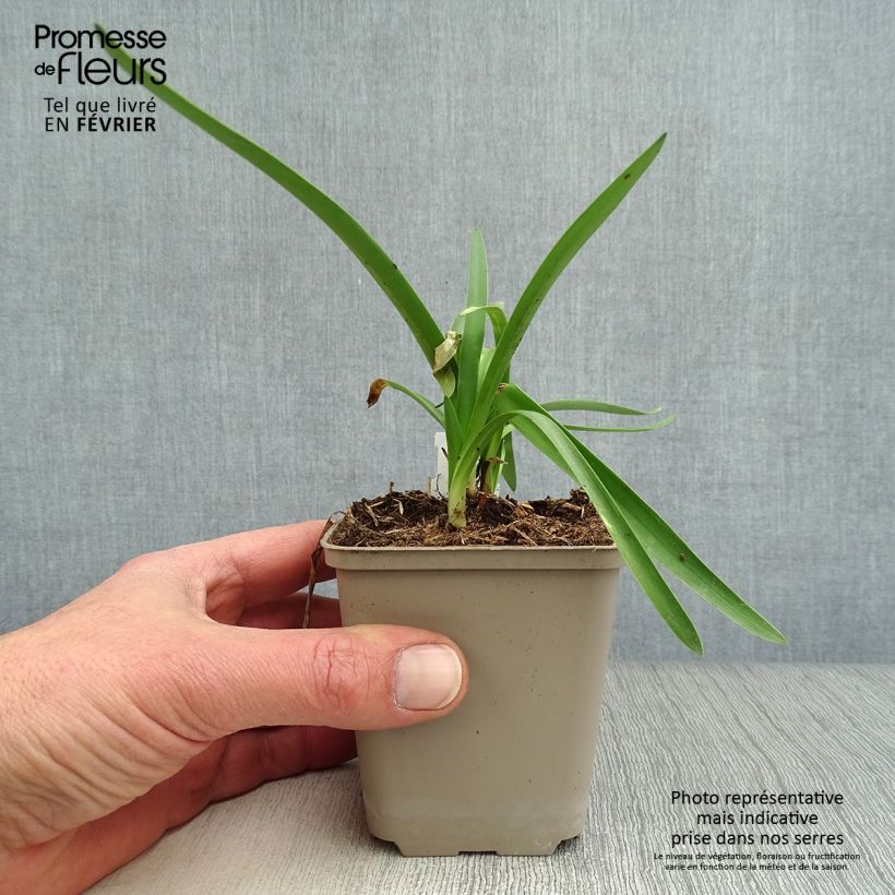 Exemplar von Agapanthus Double Diamond - Schmucklilie Kleine Töpfe von 8/9 cm wie im Winter geliefert