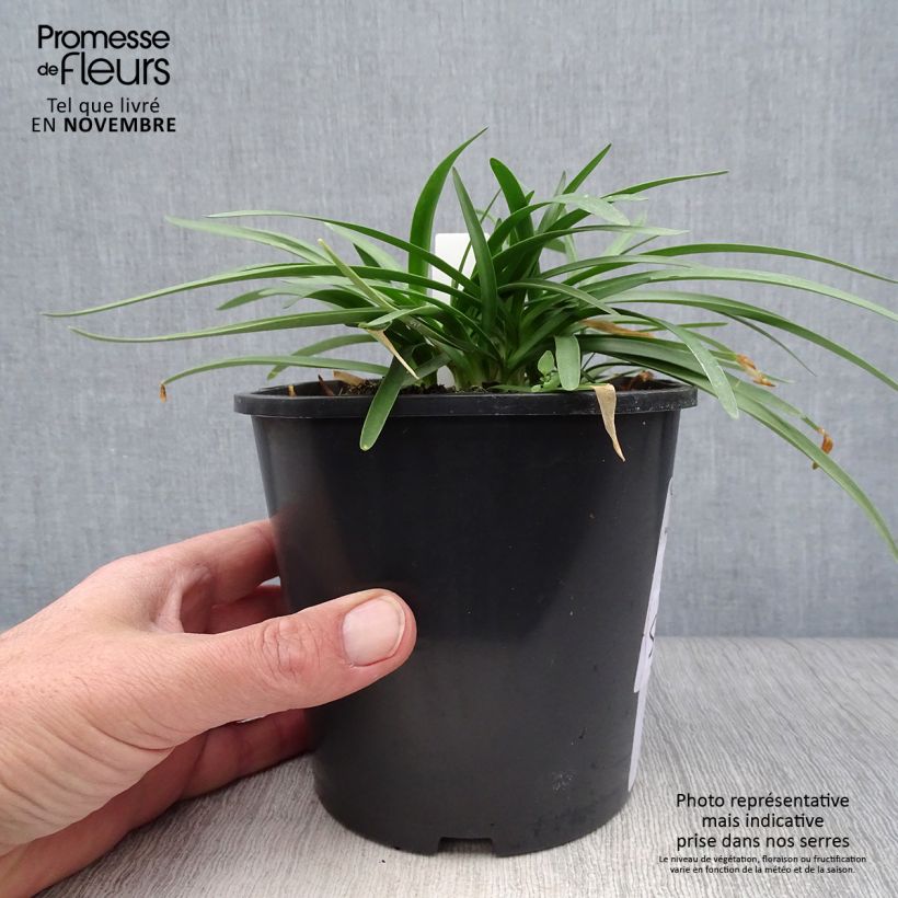 Example of Agapanthus Double Diamond - Schmucklilie Topf mit 2L/3L as you get in automne