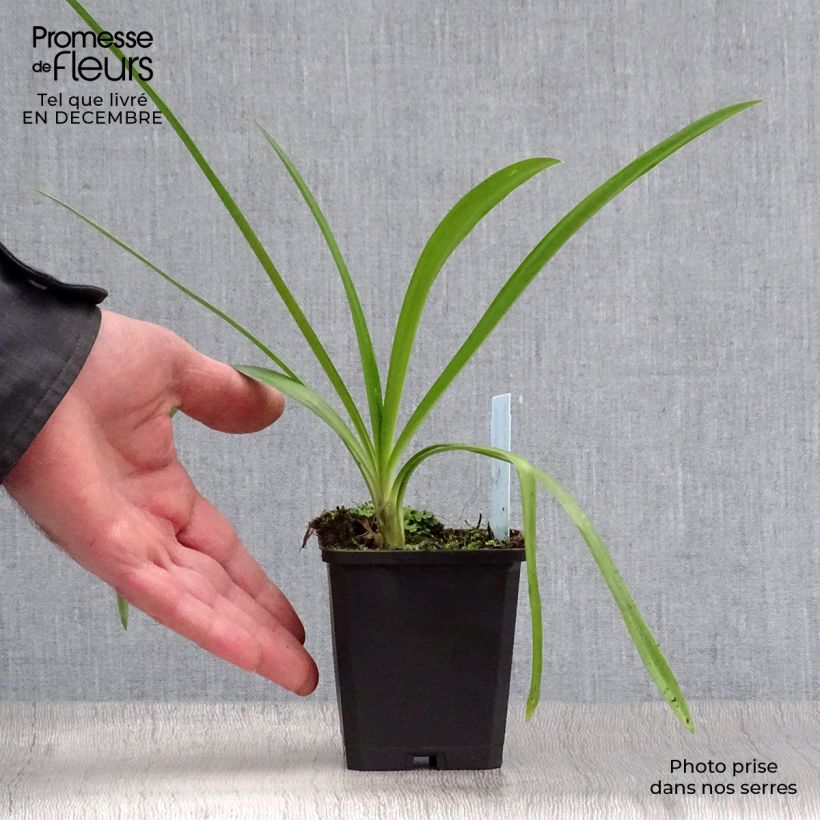 Exemplar von Agapanthus Enigma - Schmucklilie Kleine Töpfe von 8/9 cm wie im Winter geliefert