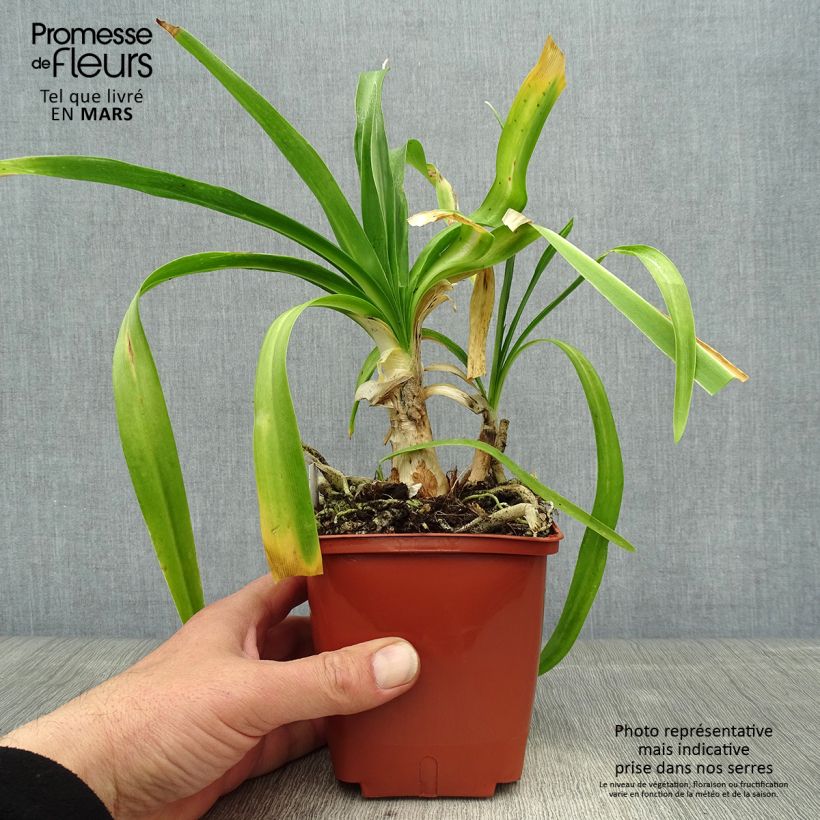 Exemplar von Agapanthus Enigma - Schmucklilie Topf mit 1L/1,5L wie im Frühjahr geliefert