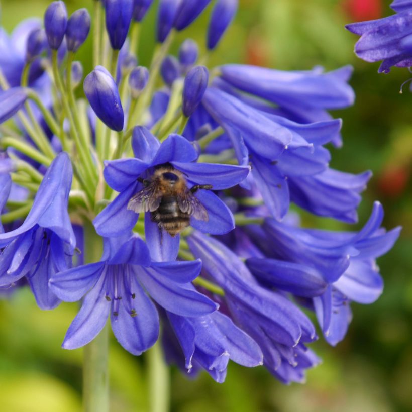 Agapanthus Flower of Love - Schmucklilie (Flowering)
