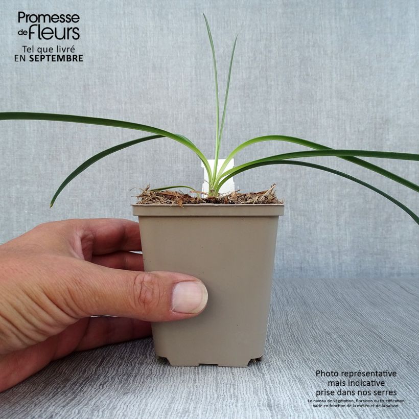 Exemplar von Agapanthus Flower of Love - Schmucklilie Kleine Töpfe von 8/9 cm wie im Herbst geliefert
