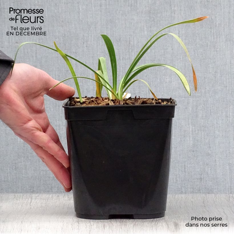 Exemplar von Agapanthus Flower of Love - Schmucklilie Topf mit 3L/4L wie im Winter geliefert