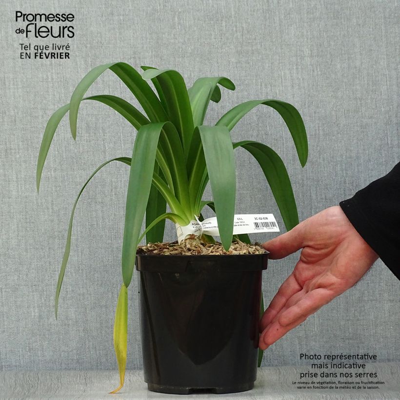 Exemplar von Agapanthus praecosubsp. orientalis Full Moon - Schmucklilie Topf mit 2L/3L wie im Winter geliefert