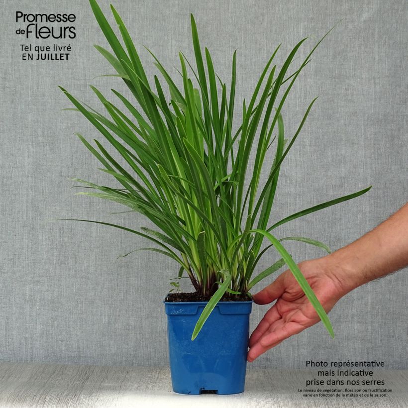 Exemplar von Agapanthus Glacier Stream - Schmucklilie Topf mit 2L/3L wie im Sommer geliefert