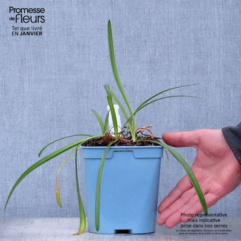 Exemplar von Agapanthus Glacier Stream - Schmucklilie Topf mit 2L/3L wie im Winter geliefert