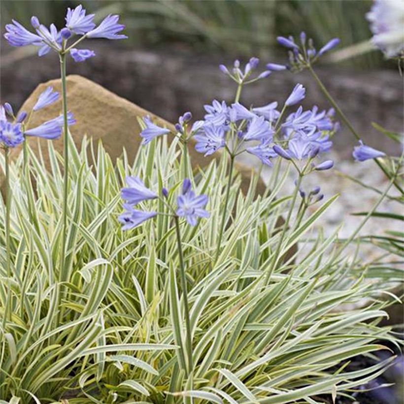 Agapanthus Golden Drop - Schmucklilie (Flowering)