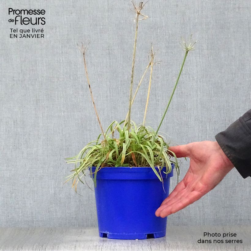 Exemplar von Agapanthus Golden Drop - Schmucklilie Topf mit 2L/3L wie im Winter geliefert