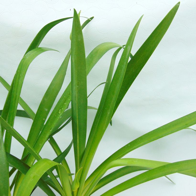 Agapanthus Graphite Blue - Schmucklilie (Foliage)