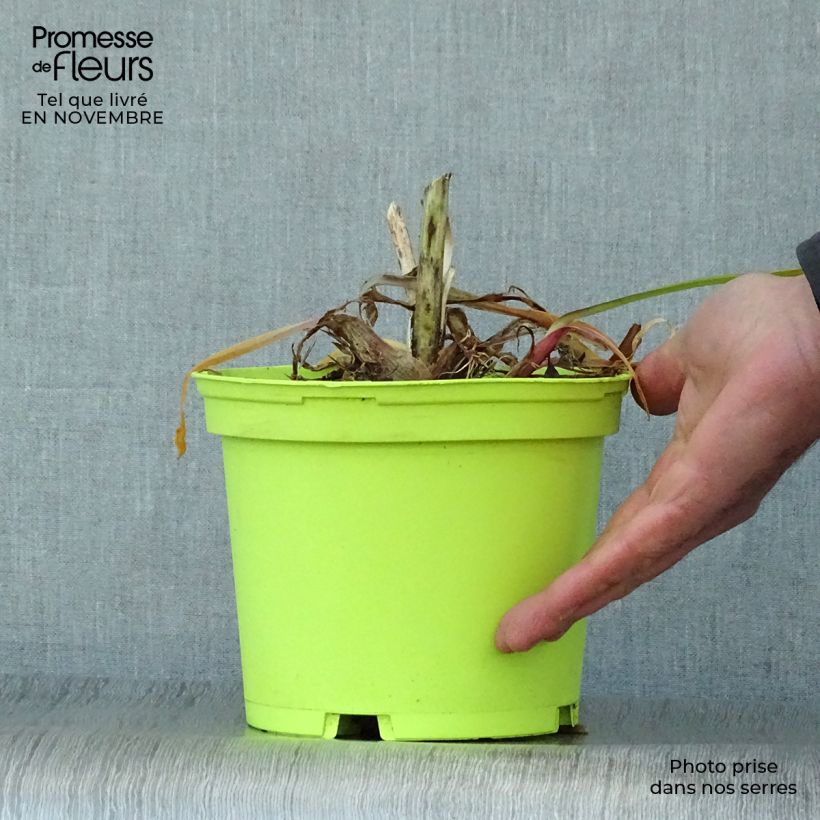 Example of Agapanthus Graphite White - Schmucklilie Topf mit 2L/3L as you get in automne
