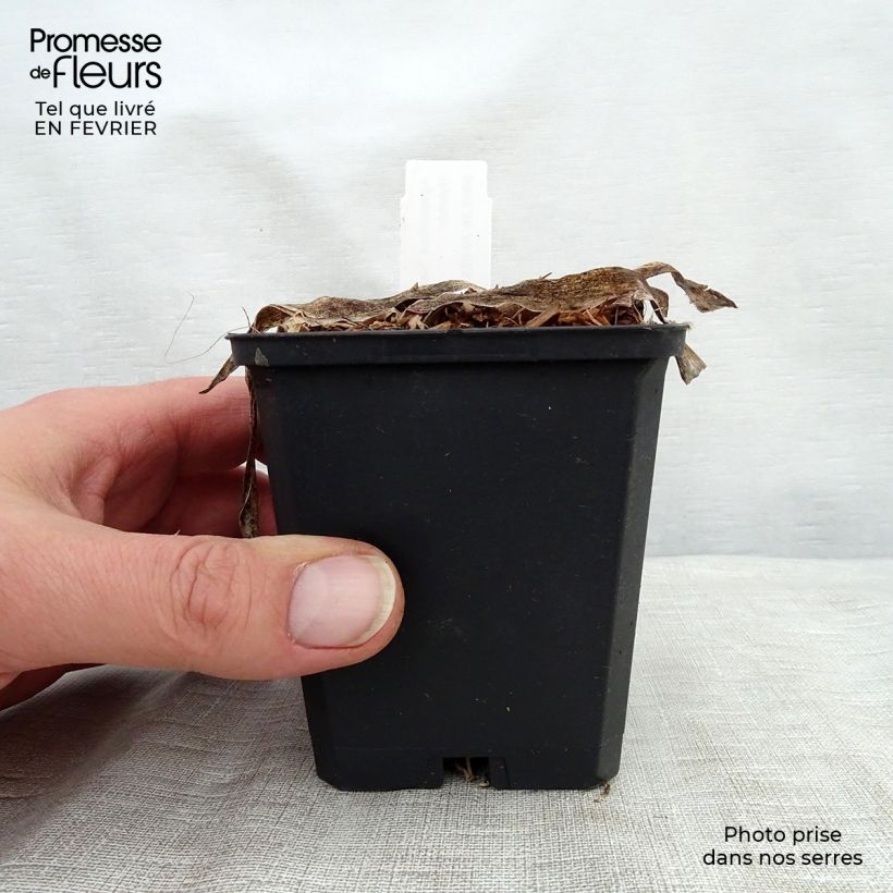 Exemplar von Agapanthus Hybride Headbourne Blue - Schmucklilie Kleine Töpfe von 8/9 cm wie im Winter geliefert