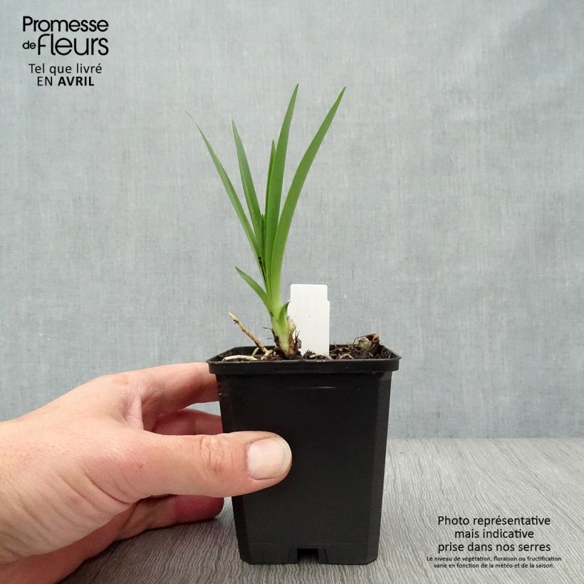 Exemplar von Agapanthus Hybride Headbourne Blue - Schmucklilie Kleine Töpfe von 8/9 cm wie im Frühjahr geliefert