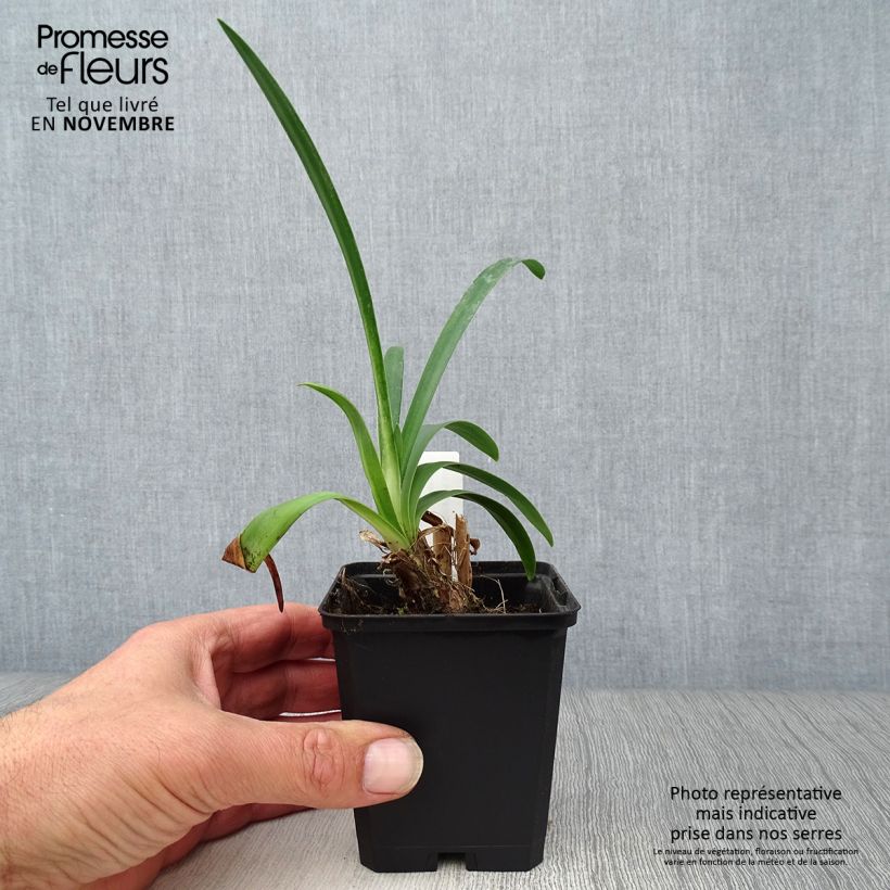 Example of Agapanthus Hybride Headbourne Blue - Schmucklilie Kleine Töpfe von 8/9 cm as you get in automne