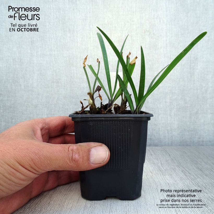 Example of Agapanthus inapertus Intermedius - Schmucklilie Kleine Töpfe von 8/9 cm as you get in automne