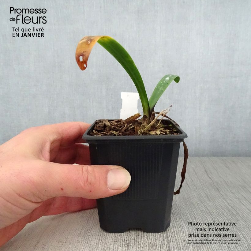 Exemplar von Agapanthus inapertus Intermedius - Schmucklilie Kleine Töpfe von 8/9 cm wie im Winter geliefert