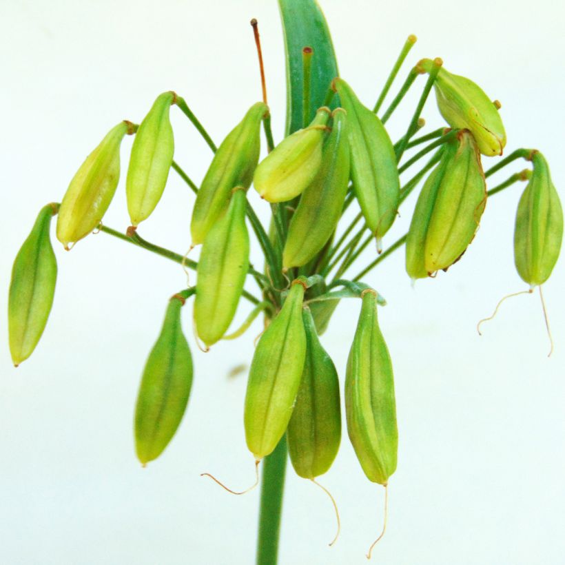 Agapanthus Lapis Lazuli - Schmucklilie (Harvest)