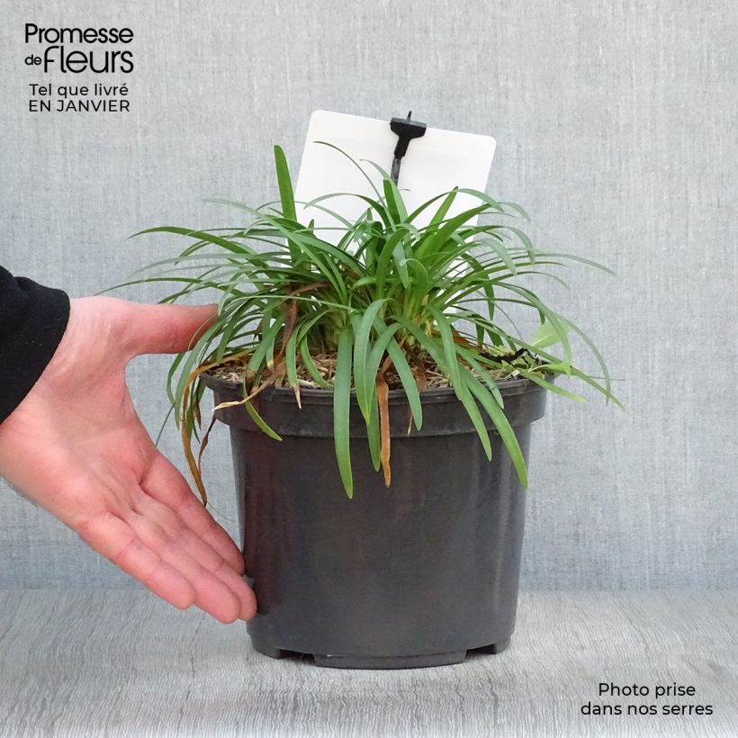 Exemplar von Agapanthus Lapis Lazuli - Schmucklilie Topf mit 2L/3L wie im Winter geliefert