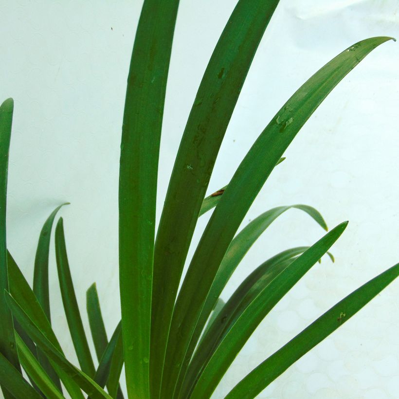 Agapanthus Lavender Haze - Schmucklilie (Foliage)