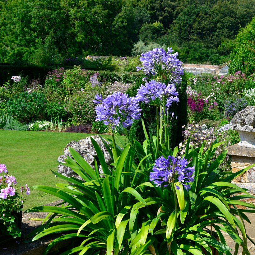 Agapanthus Navy Blue - Schmucklilie (Plant habit)