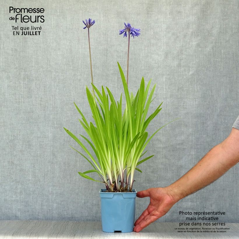 Example of Agapanthus Navy Blue - Schmucklilie Topf mit 2L/3L as you get in ete