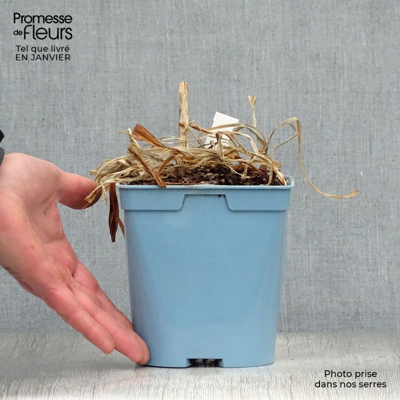 Exemplar von Agapanthus Navy Blue - Schmucklilie Topf mit 2L/3L wie im Winter geliefert