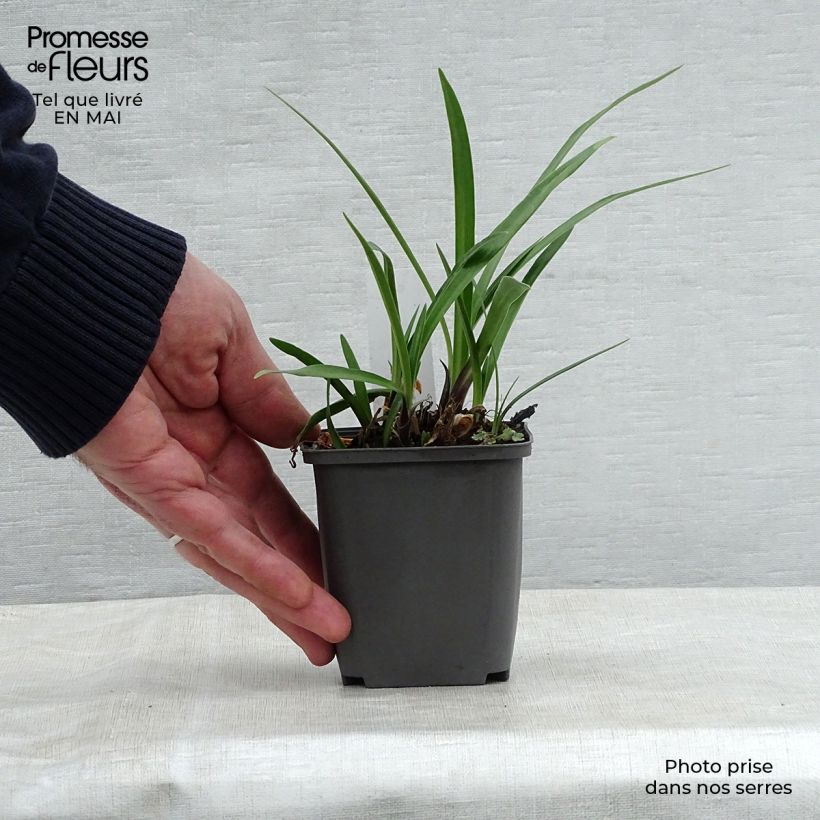 Exemplar von Agapanthus Navy Blue - Schmucklilie Kleine Töpfe von 8/9 cm wie im Frühjahr geliefert