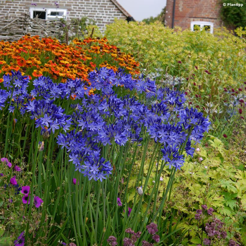 Agapanthus Northern Star - Schmucklilie (Plant habit)