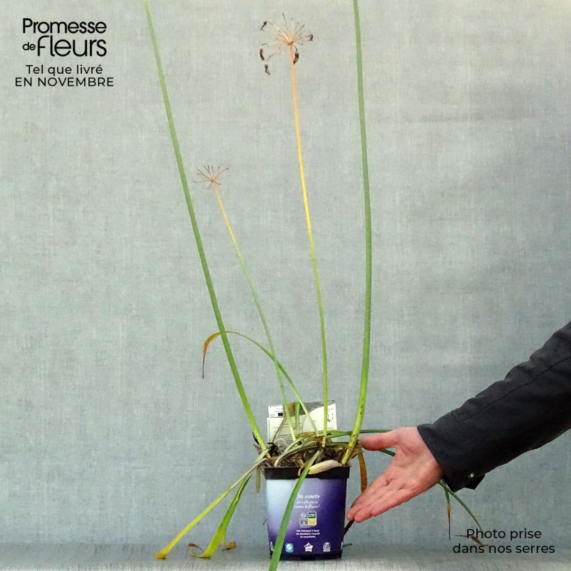 Example of Agapanthus Northern Star - Schmucklilie Kleine Töpfe von 8/9 cm as you get in automne