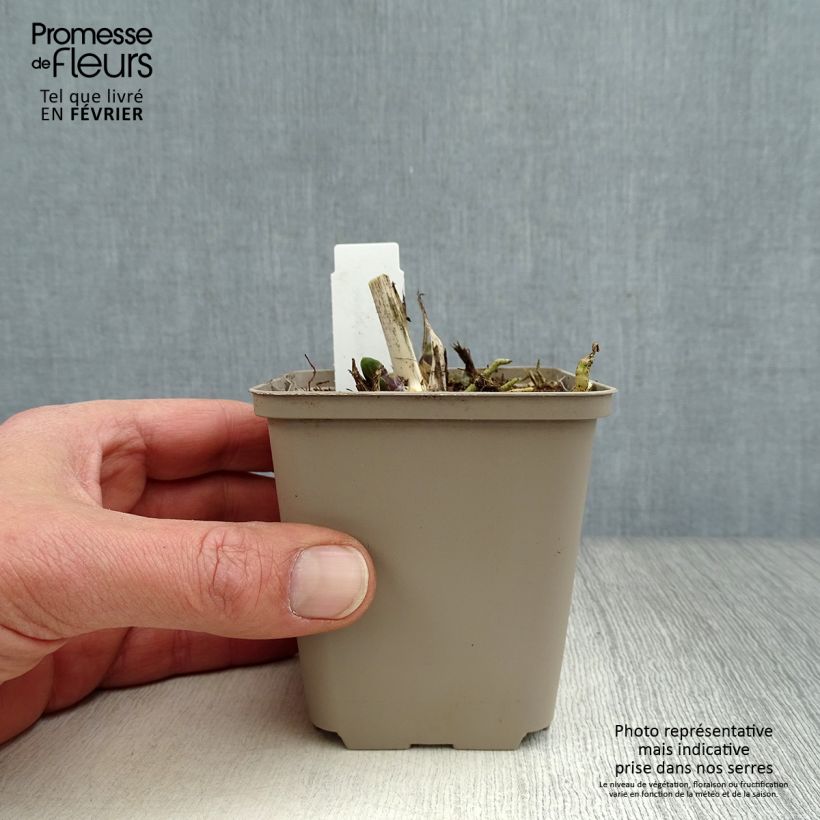 Exemplar von Agapanthus Northern Star - Schmucklilie Kleine Töpfe von 8/9 cm wie im Winter geliefert