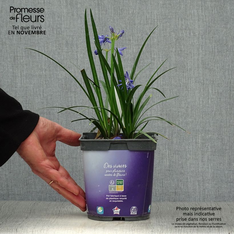 Example of Agapanthus Northern Star - Schmucklilie Topf mit 2L/3L as you get in automne