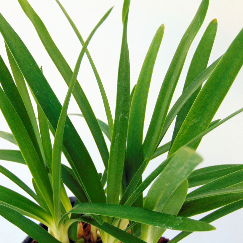 Agapanthus Peter Pan - Schmucklilie (Foliage)
