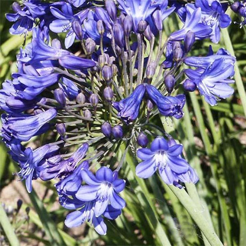 Agapanthus Peter Pan - Schmucklilie (Flowering)