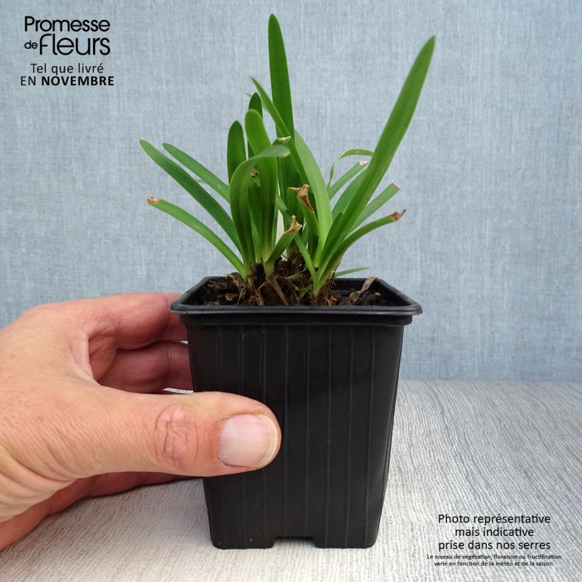 Example of Agapanthus Peter Pan - Schmucklilie Kleine Töpfe von 8/9 cm as you get in automne