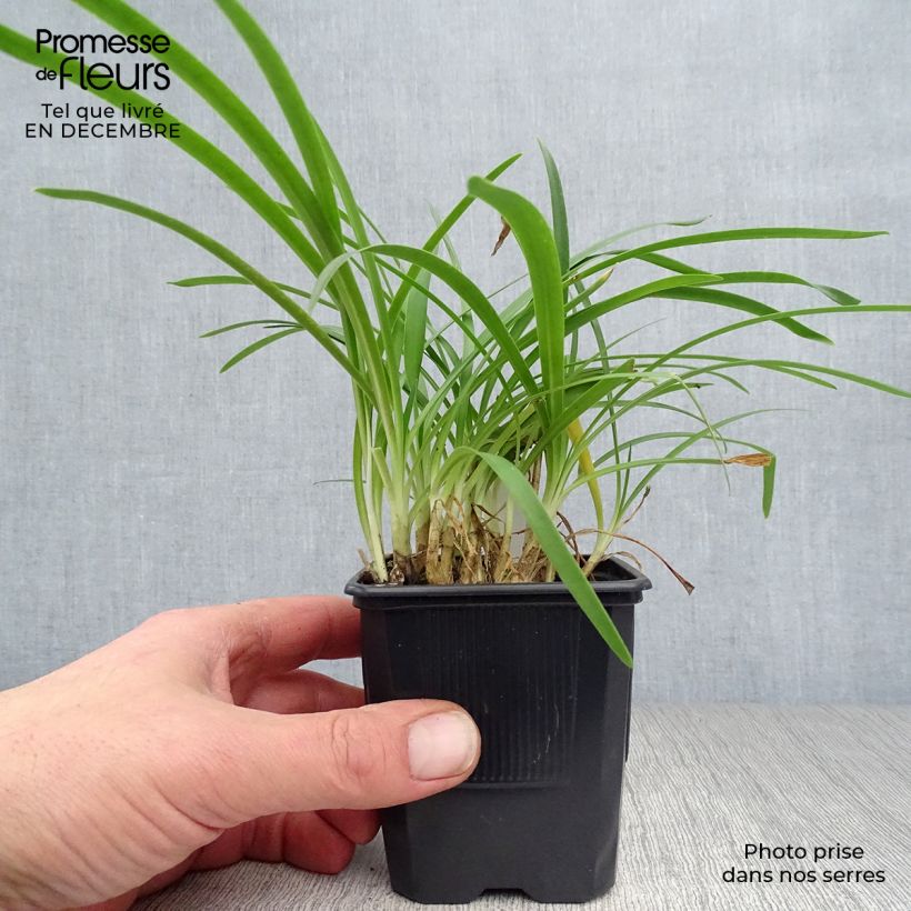 Exemplar von Agapanthus Peter Pan - Schmucklilie Kleine Töpfe von 8/9 cm wie im Winter geliefert